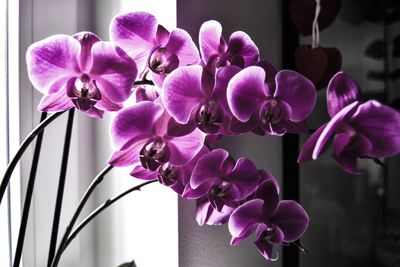 Close-up of purple orchids