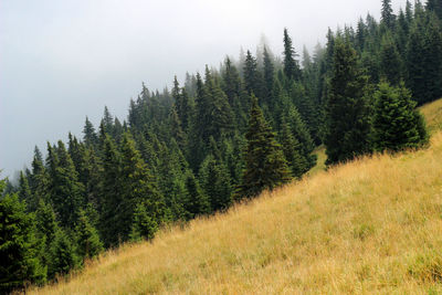 Scenic view of pine trees on field against sky