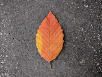 High angle view of maple leaf