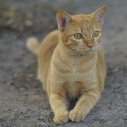 Close-up of cat sitting outdoors