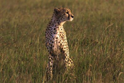 A cheetah during sunset 