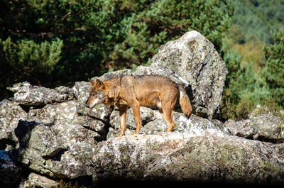 View of lizard on rock