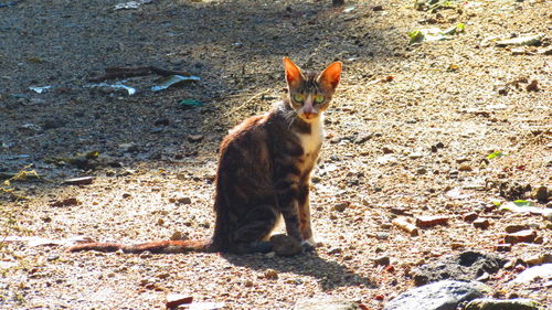 Portrait of cat