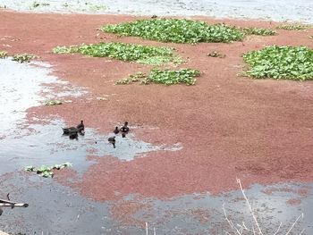 High angle view of birds on the lake