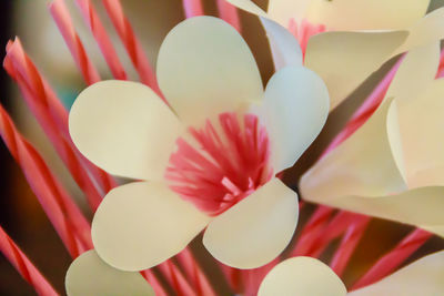 Full frame shot of white flowering plants