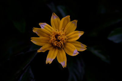 Close-up of yellow flower