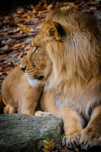 Lioness looking away