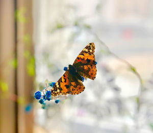 Close-up of butterfly pollinating flower