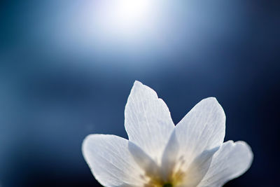 Close-up of white flowering plant against sky