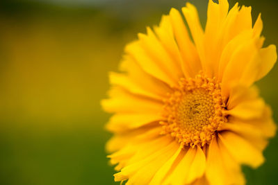 Close-up of yellow flower blooming outdoors
