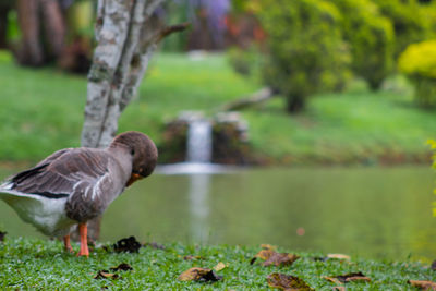 Duck in a lake