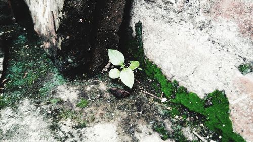 High angle view of white flowers on plant