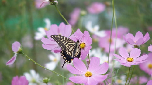 Butterfly on pink flower