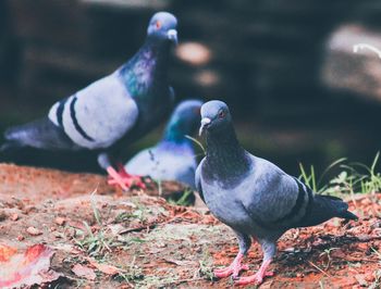 Close-up of pigeons perching on land