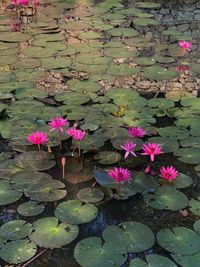 Pink lotus water lily in lake