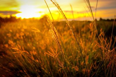 Close-up of wheat growing on field against sky during sunset