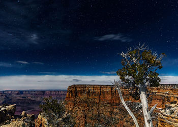 Low angle view of trees against sky at night