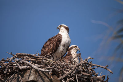 Low angle view of birds perching on tree