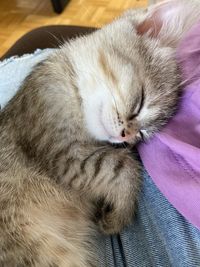 Close-up of cat sleeping