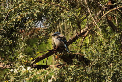 Low angle view of bird perching on tree