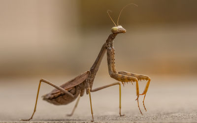 Close-up of a praying mantis insect