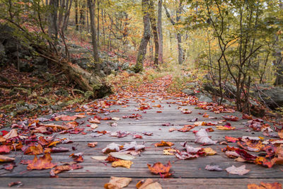 Autumn leaves on footpath