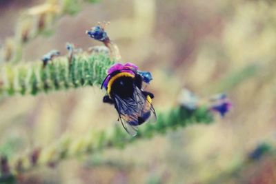 Close-up of butterfly on flower