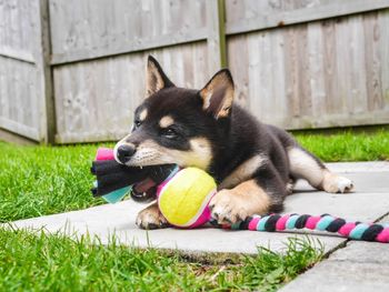 Close-up of puppy relaxing on grass