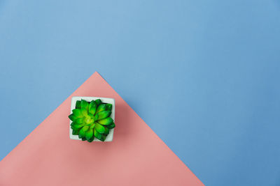 Close-up of lemon slice on table against blue background