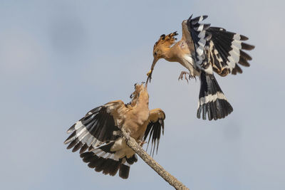 Low angle view of bird flying against clear sky