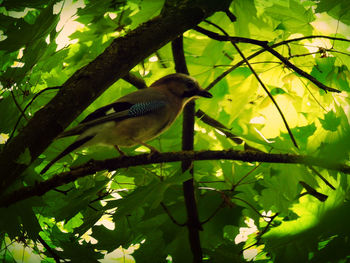 Low angle view of bird perching on tree