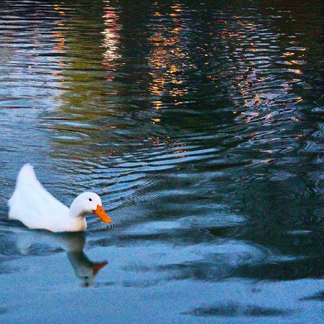 animal themes, bird, animals in the wild, water, wildlife, swan, swimming, lake, waterfront, rippled, water bird, high angle view, white color, duck, two animals, nature, one animal, outdoors, floating on water, beak