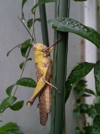 Close-up of insect on plant