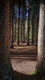 Trees in forest