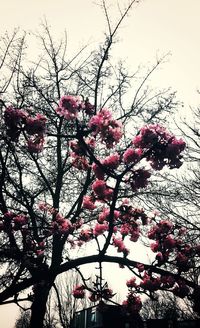 Low angle view of red tree against sky