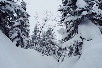 Trees in snow during winter