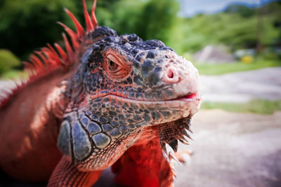 Iguana close-up