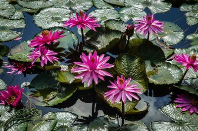 Pink flowers growing on plant