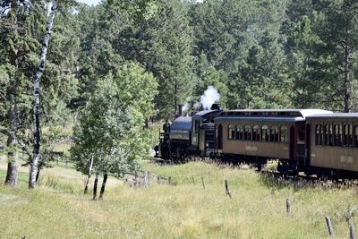 Train on railroad track amidst trees