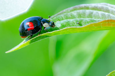 Close-up of ladybug on leaf