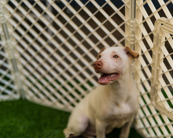 Portrait of dog in cage