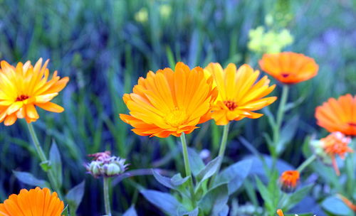 Close-up of yellow flowers growing in garden