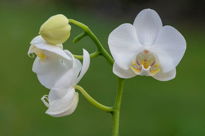 Close up of white moth orchid flowers in bloom