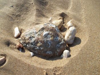 High angle view of crab on sand