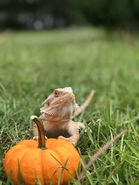 Close-up of bearded dragon and pumpkin on field 