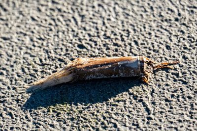 Close-up of dead fish on sand