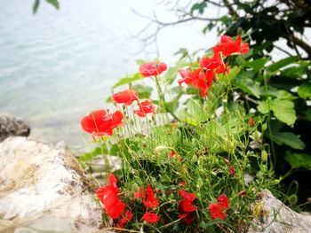 Close-up of red flowering plant