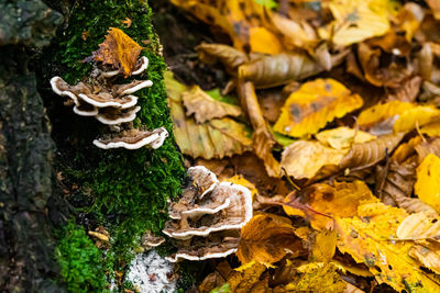 Close-up of mushrooms growing on tree trunk