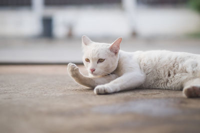 Portrait of cat lying on floor