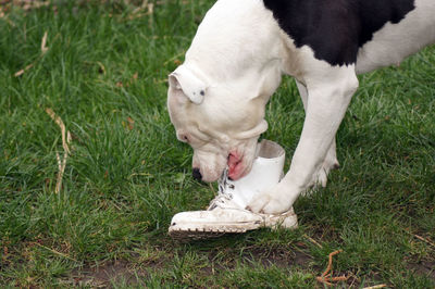 White dog on field